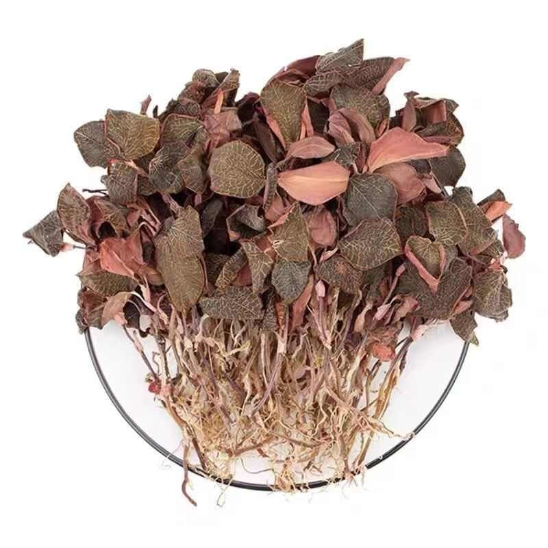 Anoectochilus Roxburghii(Jin Xian Lian )