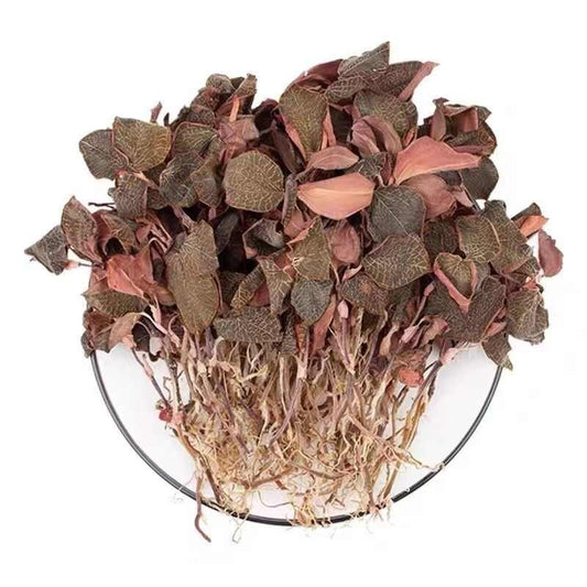 Anoectochilus Roxburghii（Jin Xian Lian ）